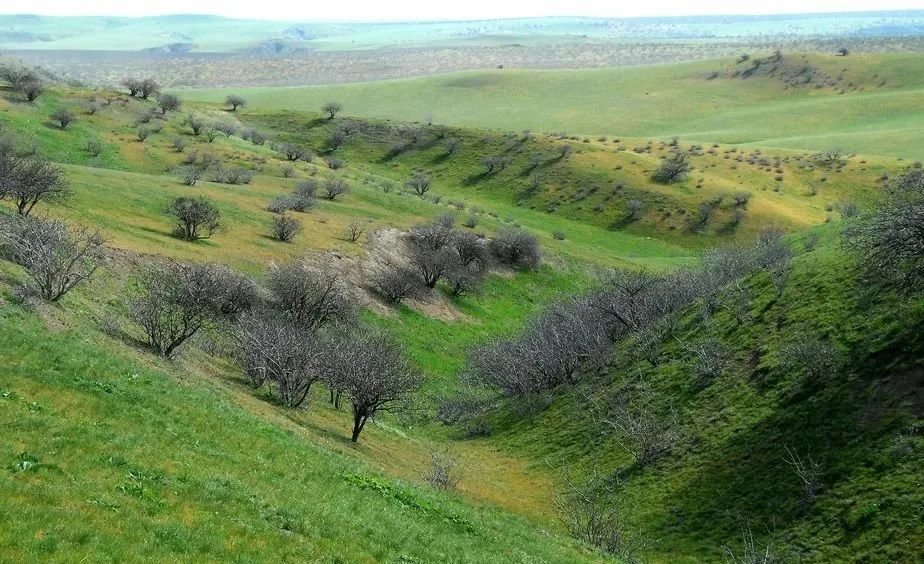 Badhyz Nature Reserve — A Unique Natural Complex of Turkmenistan