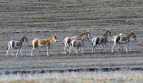 Badhyz Nature Reserve — A Unique Natural Complex of Turkmenistan — 3