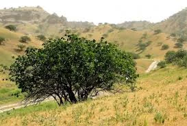 Badhyz Nature Reserve — A Unique Natural Complex of Turkmenistan — 4